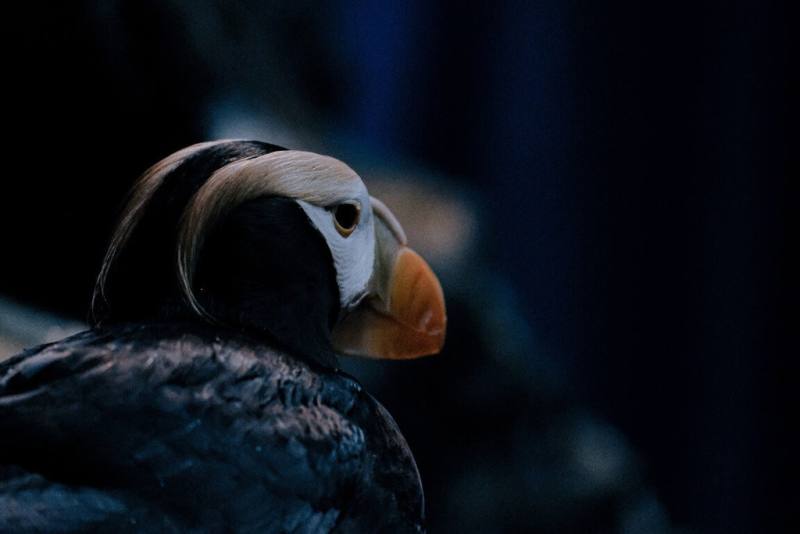 每年4至6月是鳳頭海鸚鵡繁殖季，屏東國立海洋生物博物館表示，館內的鳳頭海鸚鵡會從全黑羽毛轉變為華麗雪白面容，鳥喙變得更為厚實鮮豔，並長出2道金黃色冠羽，展現非凡氣質。（屏東國立海洋生物博物館提供）