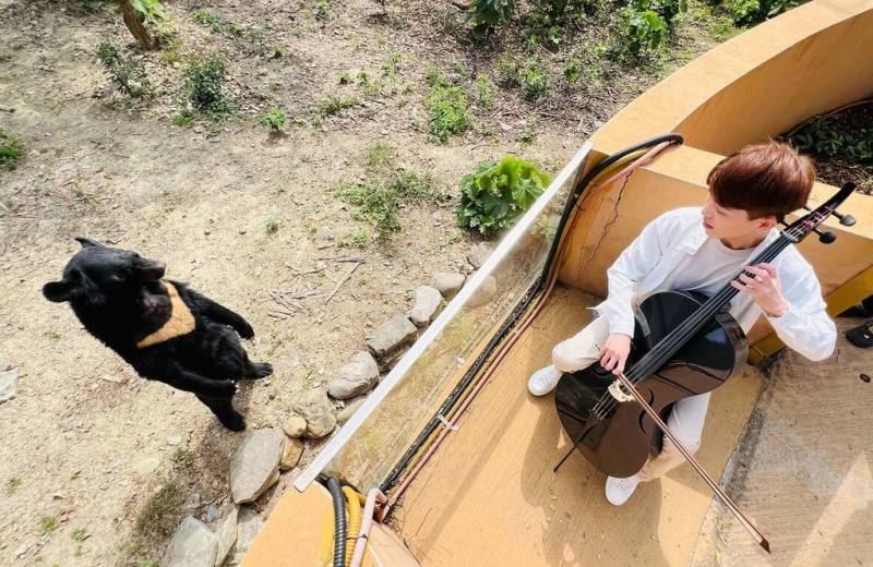 高雄壽山動物園明星動物黑熊兄弟「波比」、「黑皮」3月滿21、23歲，園方日前為牠們舉辦慶生會，除了分享照養黑熊趣事，也邀請街頭藝人「綠龍與他的大提琴」為黑熊演奏樂曲獻上祝福，「波比」聽到生日演奏表演時更隨之搖擺。（高雄市觀光局提供）