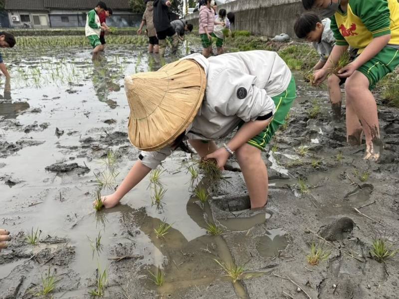 台中市農業局攜手外埔區農會辦理田間插秧活動，馬鳴國小15名師生彎腰下田，體驗耕作的辛勤與快樂。（台中市政府提供）