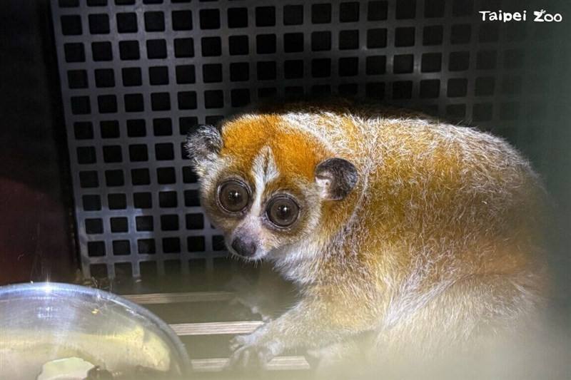 A female pygmy slow loris named Chö. Photo Courtesy of Taipei Zoo March 7, 2025