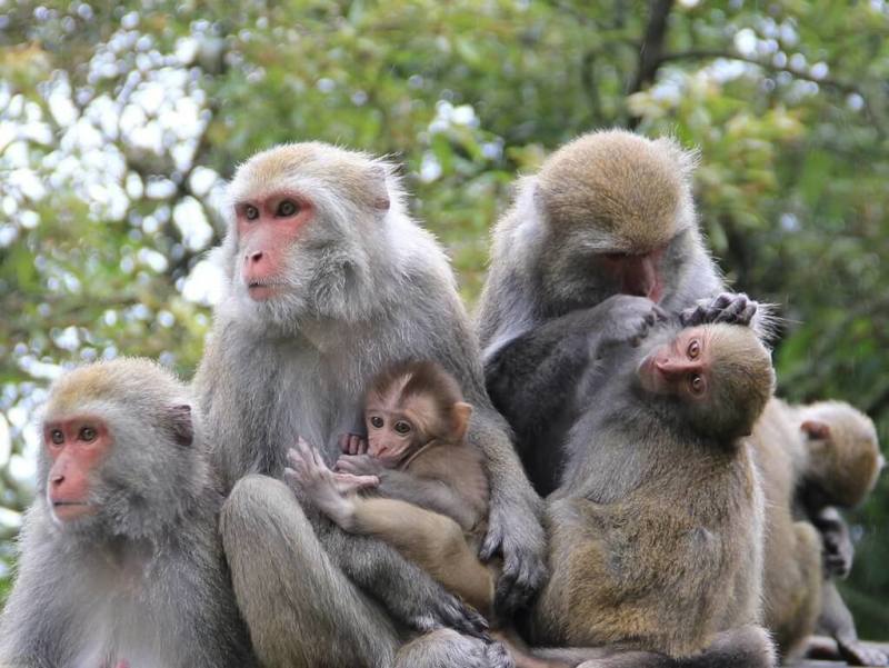玉山國家公園管理處表示，台灣獼猴為母系社會，母猴終生留在原生猴群，有相當嚴謹的階級制度。（玉山國家公園管理處提供）