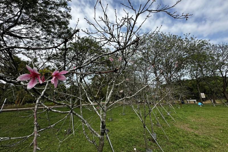 台南山上花園水道博物館淨水池區為台南少數賞櫻景點，大草原右側步道旁種植的富士櫻已逐漸長出花苞，預計再過2週就會滿開，迎來最美盛開時刻。（台南市文化局提供）