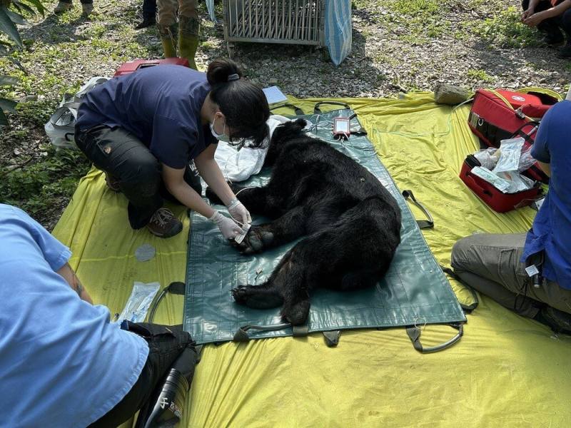 台灣黑熊「達古阿里」跑到花蓮縣玉里鎮源城社區，夜間入侵果園、學校等，農業部林業及自然保育署監控誘捕，10日清晨在一處果園捕獲「達古阿里」，送至東部野生動物救傷中心野灣動物醫院健檢。（林業及自然保育署花蓮分署提供）