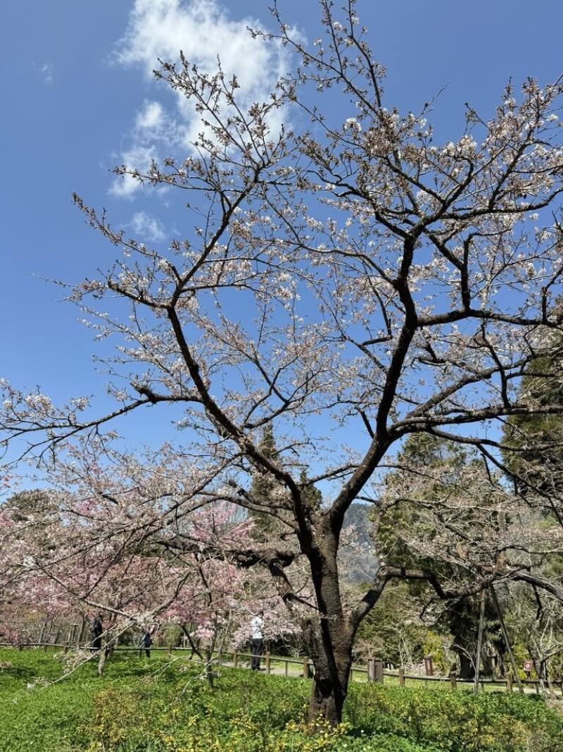阿里山國家森林遊樂區內擁有多達31種櫻花品種，目前山櫻花、琉球緋寒櫻、霧社櫻與阿龜櫻盛開，櫻王染井吉野櫻現僅開1成。（林業署嘉義分署提供）