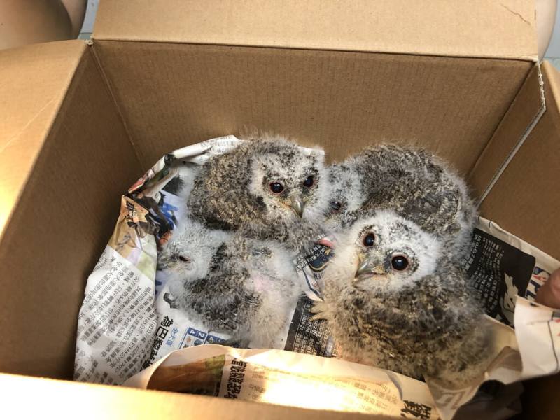 桃園市野鳥學會10日公布民國113年救治2100隻野生動物，以鳥類為大宗，隨著越來越多建築使用玻璃帷幕，鳥類「窗殺」危機加劇，學會也首度公開救傷地圖。圖為幼鳥落巢送醫。（桃園市野鳥學會提供）