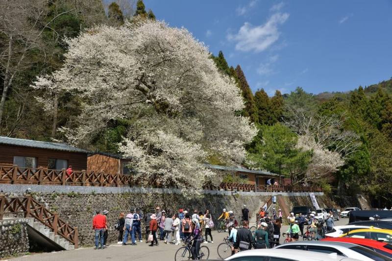 雪霸國家公園管理處11日指出，觀霧地區的「霧社櫻王」開花已近8成，未來2週是最佳觀賞期。（雪霸國家公園管理處提供）