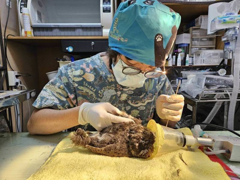 桃園市野鳥學會10日公布民國113年救治2100隻野生動物，以鳥類為大宗，並首度公開救傷地圖，揭露熱點區域與人為衝突的關聯，希望讓大眾更清楚了解人類活動對野生動物的影響。（桃園市野鳥學會提供）