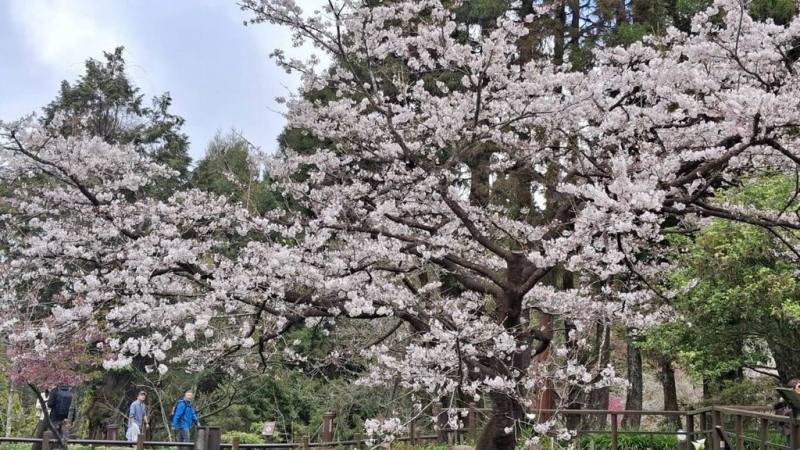 又到阿里山花開季節，阿里山國家森林遊樂區內櫻王（染井吉野櫻）13日已綻放9成，十分美麗。（林慶芳提供）