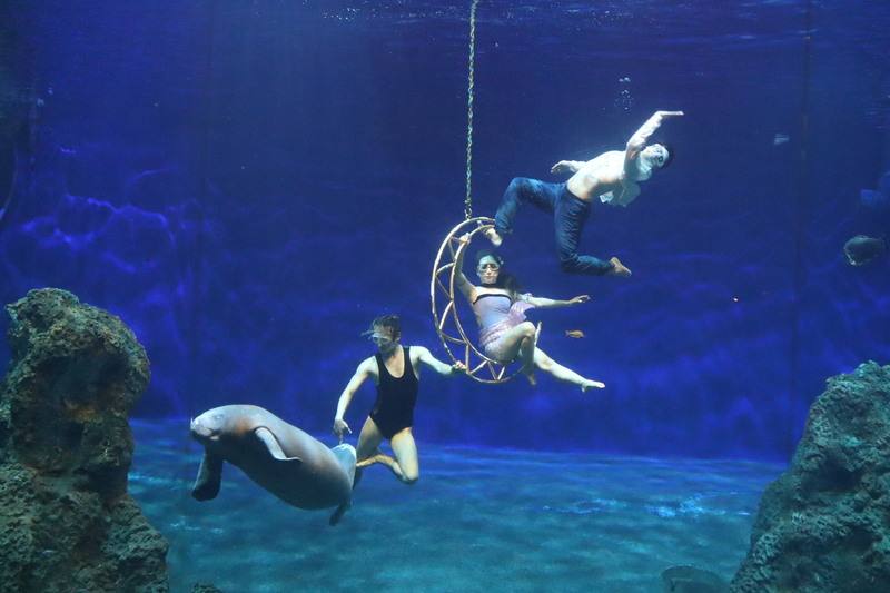 0403花蓮地震將屆滿1年，地方旅遊觀光逐漸復甦。遠雄海洋公園13日表示，將推出海洋系列活動，以美人魚嘉年華率先登場，接續有來自日、韓、菲等國選手到花蓮參加「人魚表演賽」