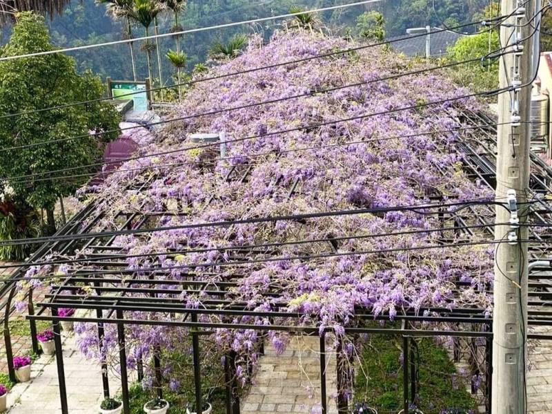 嘉義縣文化觀光局指出，瑞里地區紫藤花開5至7成，預估花期至3月底，歡迎民眾來嘉義賞花。（嘉義縣文觀局提供）