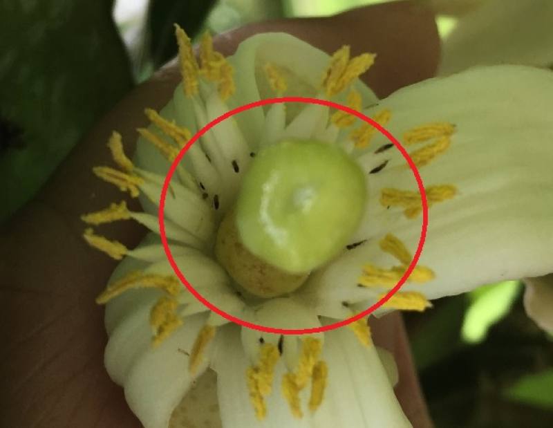 薊馬喜好於文旦花器內刺吸，紅圈內黑色細長物即為薊馬蟲體