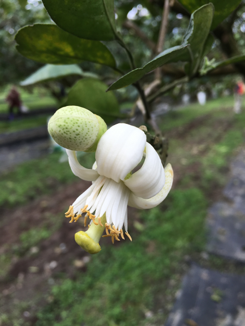 農民應把握文旦花期進行薊馬防治