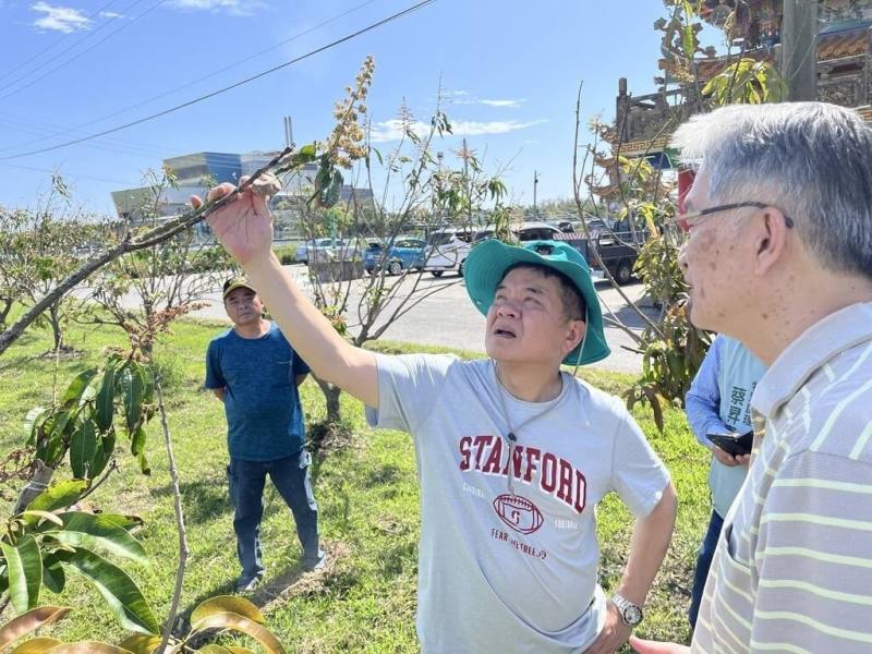 台東市區芒果接連遭受颱風、寒害影響，花朵授粉狀況不佳，農民推估只剩1、2成可收成，民進黨立委莊瑞雄（右2）邀集相關單位勘災，將爭取補貼農損。（莊瑞雄立委服務團隊提供）