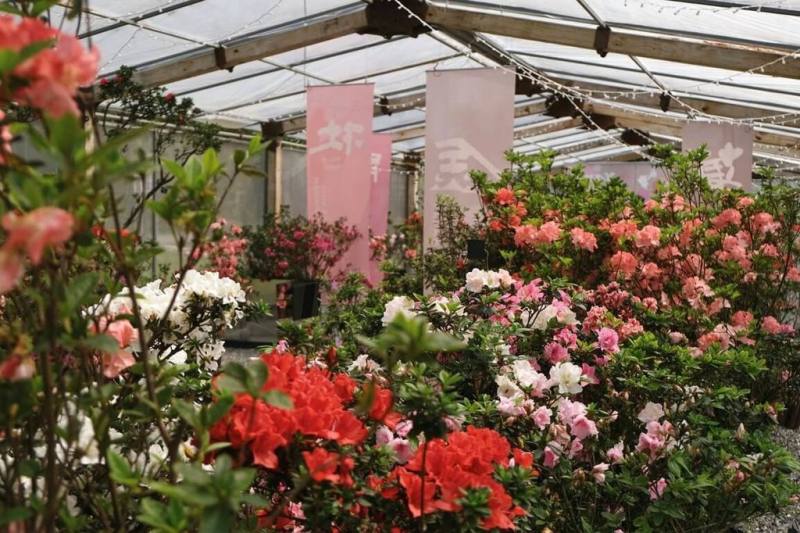 新北市萬金杜鵑花展金山展區的杜鵑滿開中。圖為展區中的杜鵑美術館，展示花農柳枝芳自行育成及在地花農們珍藏共22種特殊品種杜鵑。（新北市農業局提供）