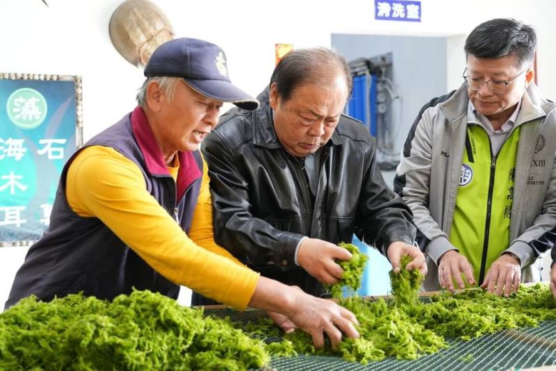 澎湖縣長陳光復（中）17日在農漁局長陳高樑（右）等人陪同下，前往澎湖海菜推廣中心了解海菜採收過程，並化身代言人推廣野生海菜。（澎湖縣政府提供）