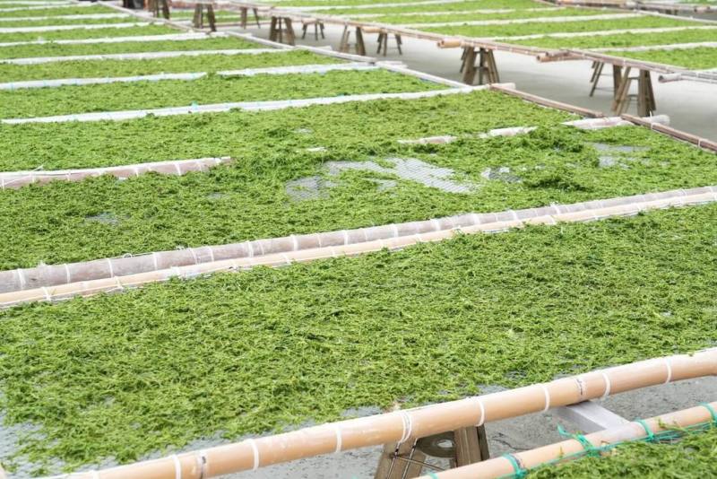 澎湖野生海菜盛產，農漁局表示，澎湖冬季有「三金」產業，其中「綠金」海菜年產量逾20萬斤，由於營養價值高，除了一般家庭料理外，也廣泛應用於食品加工與高營養健康食品。（澎湖縣政府提供）