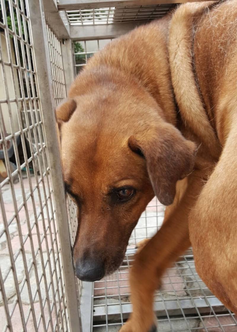 台中大明高中2隻校犬小明與小朋（圖）深獲師生喜愛，日前被送到動物之家，學生在網路發起搶救計畫，校方成功媒合前警衛領養，現正等待領養程序完成。（動保處提供）