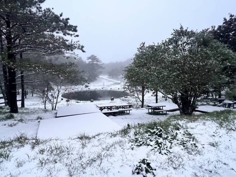 冷氣團來襲，梨山地區、福壽山農場18日清晨降雪，地面上薄薄一層積雪，放眼望去成銀白色世界，浪漫美麗。（福壽山農場提供）