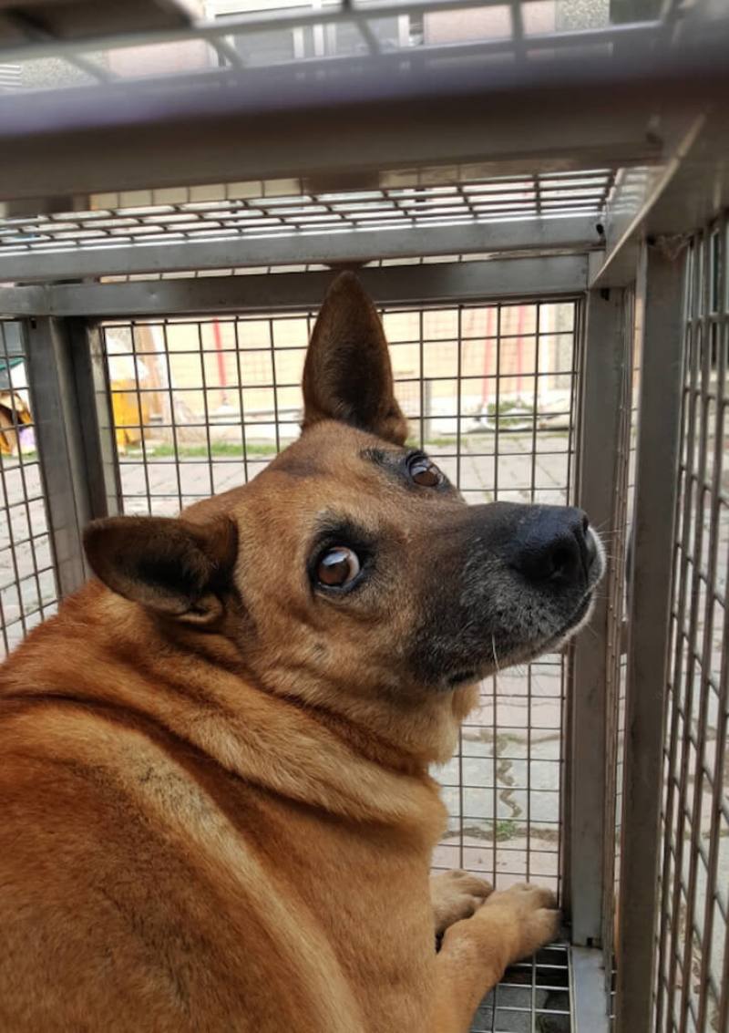 台中大明高中校內2隻校犬日前被送到動物之家，後經學生發起搶救計畫，校方成功媒合前警衛領養。圖為校犬小明。（動保處提供）