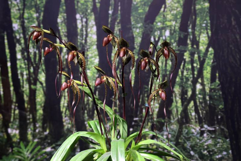 2025台灣國際蘭展全場總冠軍「愛德華王子」由蘭農陳政穎培育，是仙履蘭之王與仙履蘭之后交配孕育子代，歷經5年悉心栽培。（台南市政府提供）