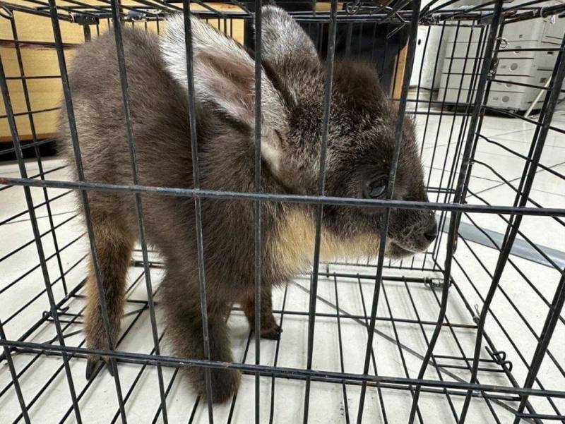 黃姓民眾日前到嘉義山區賞花，開車在圓潭生態園區附近發現保育類長鬃山羊幼崽，將其送交警方轉由保育單位處置。（警方提供）