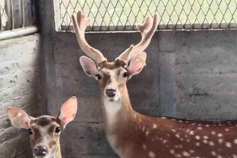 台南市養鹿產業發達，鹿茸年產量超過3000公斤，每年3至6月為主要採收期。（台南市農業局提供）
