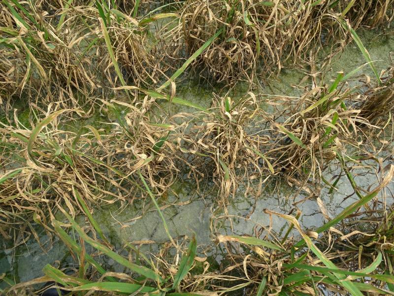 罹病嚴重整欉乾枯