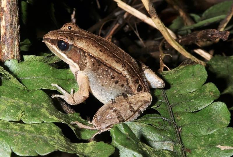 台灣新獨立物種「魚池琴蛙」目前分布總面積僅剩0.015平方公里，成體族群數量初估約300至700隻。（林春富提供）