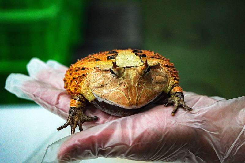屏東觀賞蛙養殖場「蛙一堆」目標以人工繁殖取代濫捕，減少棲地破壞，目前指標性成功案例，是繁殖霸王角蛙（圖），也讓原產國家蘇利南盜採消失