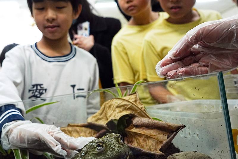屏東觀賞蛙養殖場「蛙一堆」是全台唯一合法觀賞蛙養殖場，仁愛國小學童19日前往參訪，戴上手套進行觸摸體驗，對非洲牛蛙苦瓜般觸感表示驚奇
