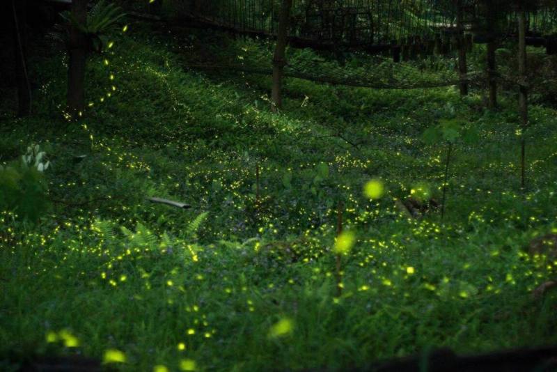 農業部農村發展及水土保持署台中分署將於29日在東勢林場點亮螢火蟲季活動，結合環境教育、農村低碳旅遊、生態保育，帶動農村經濟與觀光產業永續發展。（農業部農村發展及水土保持署提供）