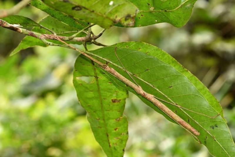 台北市立動物園表示，隨意野放昆蟲可能會導致生態危機，為避免將蟲卵誤認為糞便，或蟲體夾雜在枯枝落葉中跑到野外，園內飼養的竹節蟲所產生廢棄物，保育員都會用烤箱烤過後再丟棄。（台北市立動物園提供）