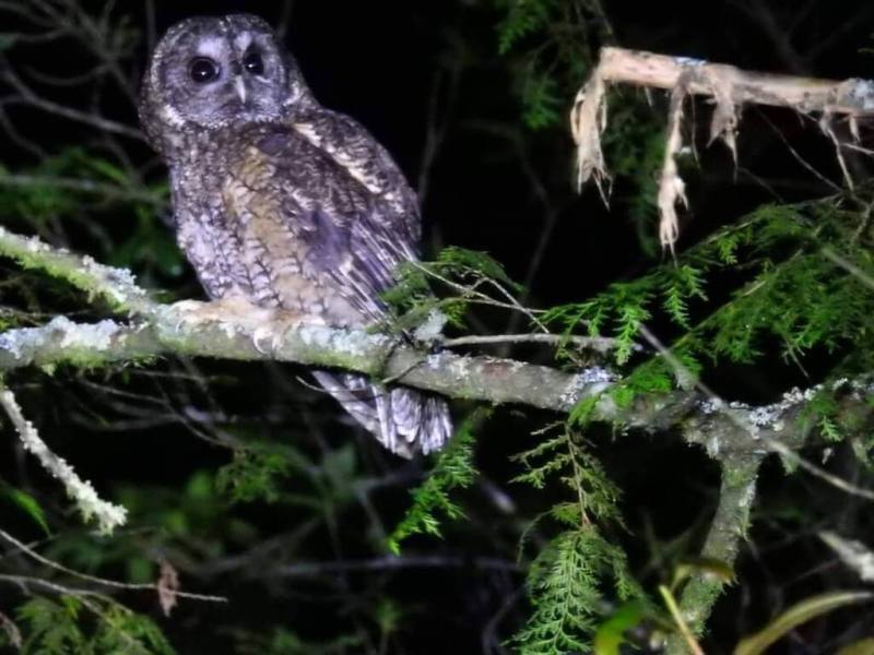 農業部林業及自然保育署台中分署21日舉辦「大雪山賞鳥大賽」，歷經24小時馬拉松式賞鳥，共記錄到134種鳥類。圖為參賽者發現以獨特叫聲聞名的褐林鴞。（陳科綬提供）