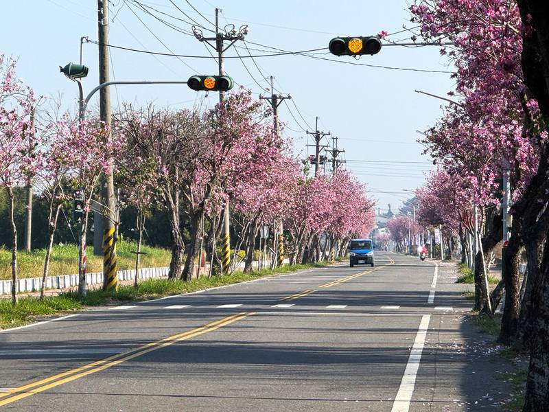 雲林縣土庫鎮馬光國中前的羊蹄甲（印度櫻花）大道長達2公里，今年花況相當好，現正盛開