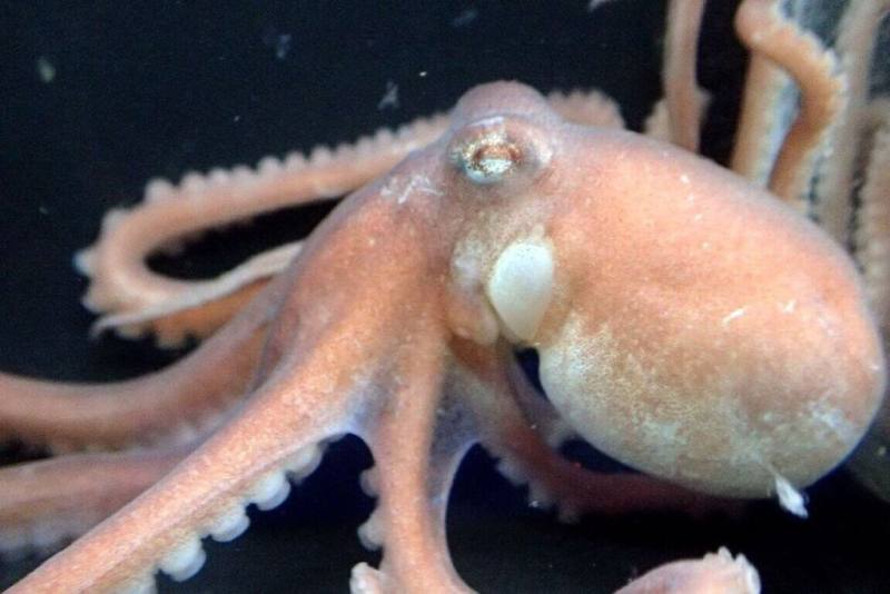 時序進入澎湖特有種章魚產季，但漁民夜間潮間帶照海捕捉，不見章魚蹤影，產量幾近滅絕，澎湖縣政府仍公告自29日起至4月12日為禁捕期。（李孟芳提供）