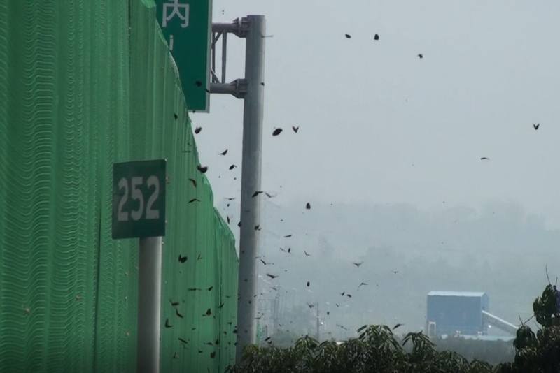 茂林國家風景區管理處表示，高雄市茂林區2月間出現紫斑蝶大規模北返現象，國道3號雲林林內觸口路段12日監測到5萬5000多隻，創下每分鐘690隻瞬間蝶流量紀錄；交通部高速公路局為確保行車安全，啟動封閉作業並採「國道讓蝶道」措施，創歷年最早封道紀錄。（茂管處提供）