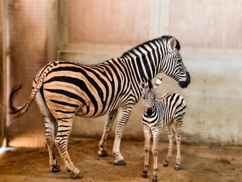 六福旅遊集團表示，新竹關西六福莊飼養的查普曼斑馬家族，在3月中添新成員產下1隻母斑馬（右），新生小斑馬健康狀況良好，母女均安，26日起將辦命名票選活動。（六福旅遊集團提供）