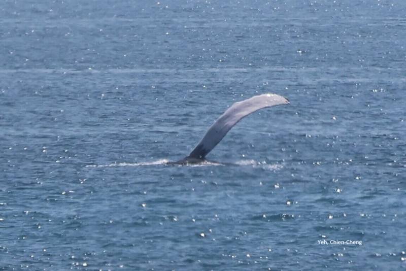 繼4年前大翅鯨靠近蘭嶼、綠島岸邊，25日在東海岸長濱岸邊記錄到4隻，這也是近年單日發現大翅鯨數量最多一次。台東縣政府與專家呼籲船隻及賞鯨船保持距離。圖為胸鰭。（台東縣政府提供）
