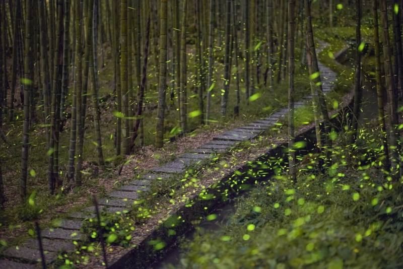 南投縣積極保育生態，具環境指標的螢火蟲（圖）在各基地復育成功，南投縣政府26日邀遊客探訪日月潭、竹山鹿谷、北港溪、奧萬大賞螢區。（南投縣政府提供）