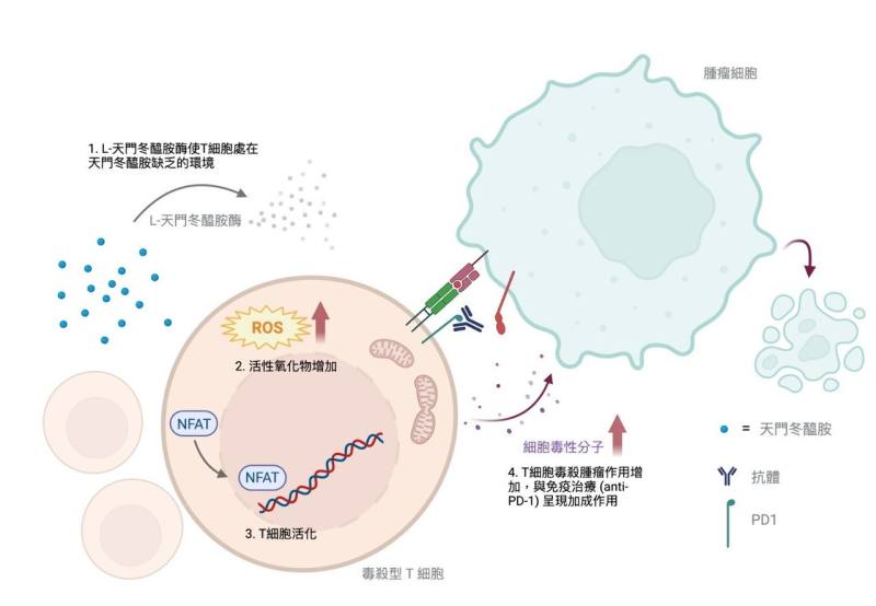 天門冬醯胺缺乏促進毒殺型T細胞活化示意圖。(長庚醫院提供)