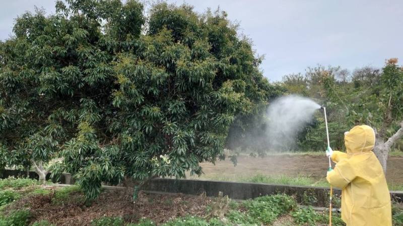 新竹市政府26日邀請桃園區農業改良場研究人員指導荔枝椿象、荔枝細蛾及東方果實蠅等荔枝害蟲防治策略，盼提升農民防治能力。圖為農民噴藥情形。（新竹市政府提供）