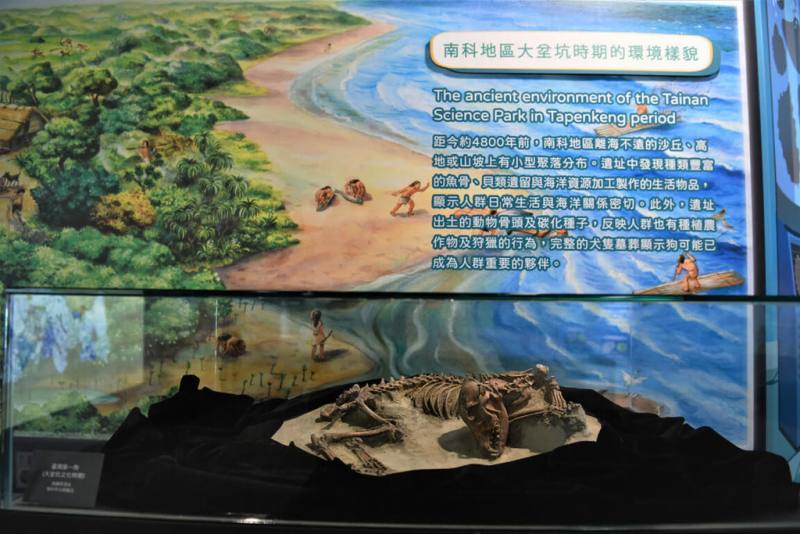 南科考古館特展「發現第一人巡迴展－台南站」27日正式開幕，盼透過展出帶領大眾認識台灣史前島嶼人群生活豐富且多元的面貌。圖為現場展出的「台灣第一狗」。（南科考古館提供）