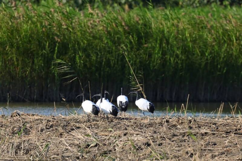 農業部林業及自然保育署表示，因人為管理不當，埃及聖䴉在台灣野外大量繁衍，危及原有生態；林保署近期在出沒熱區的關渡自然公園架設誘引站，並布設假鳥（圖）吸引埃及聖䴉群聚，以利移除。（農業部林業及自然保育署宜蘭分署提供）