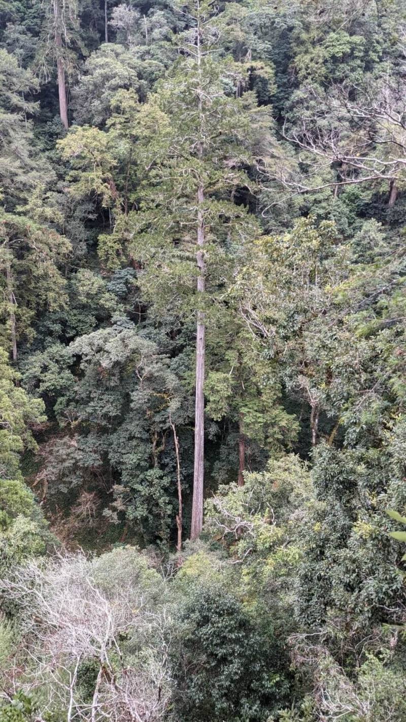 「大安溪倚天劍」經研究人員確認是全台最高的樹。（圖取自林試所網頁tfri.gov.tw）