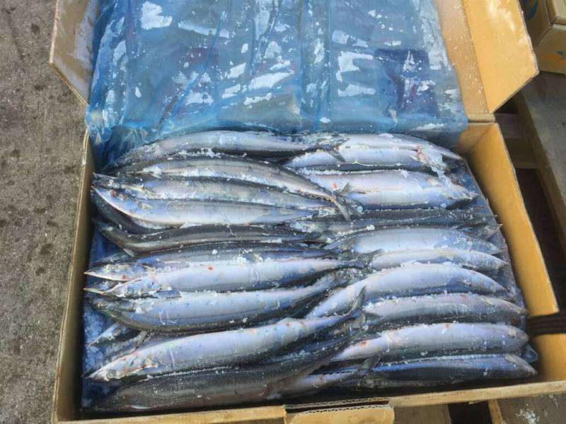 圖為冷凍秋刀魚。（漁業署提供）