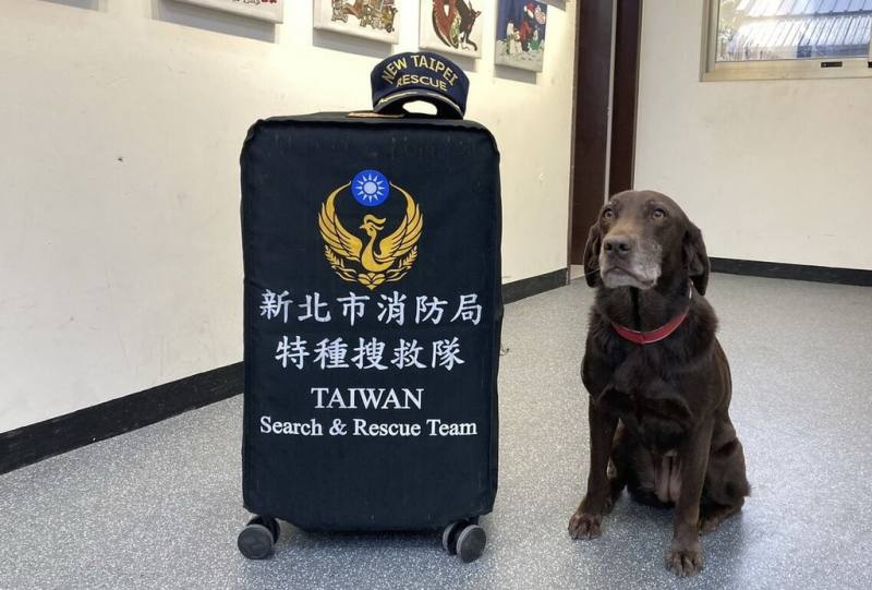 緬甸28日發生芮氏規模7.7地震，新北市消防局表示，將由搜救隊領犬員羅浩芳與搜救犬Amei（圖）待命，若接獲通知將前往救援。（新北消防局提供）