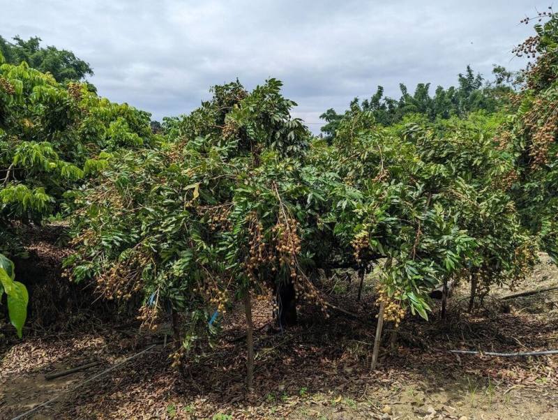 農試所嘉義農業試驗分所改良氯酸鉀催花技術，可在暖冬或開花異常時，有效提高龍眼抽花穗比率達68至80%，27日在嘉義縣竹崎鄉龍眼果園發表。（農試所提供）