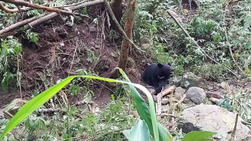 林業及自然保育署台中分署日前獲報指台中市烏石坑一處樹林溪溝有黑熊受困，29日到場協助黑熊脫困並送急救站，但黑熊卻在30日突然死亡，後續將解剖釐清死因。（林業及自然保育署台中分署提供）