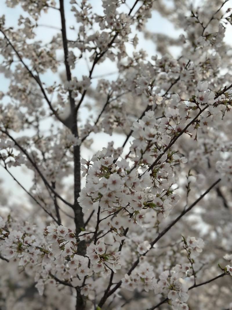 華府櫻花季人氣爆棚氣候暖化連6年提早盛開|北美洲| 僑務電子報