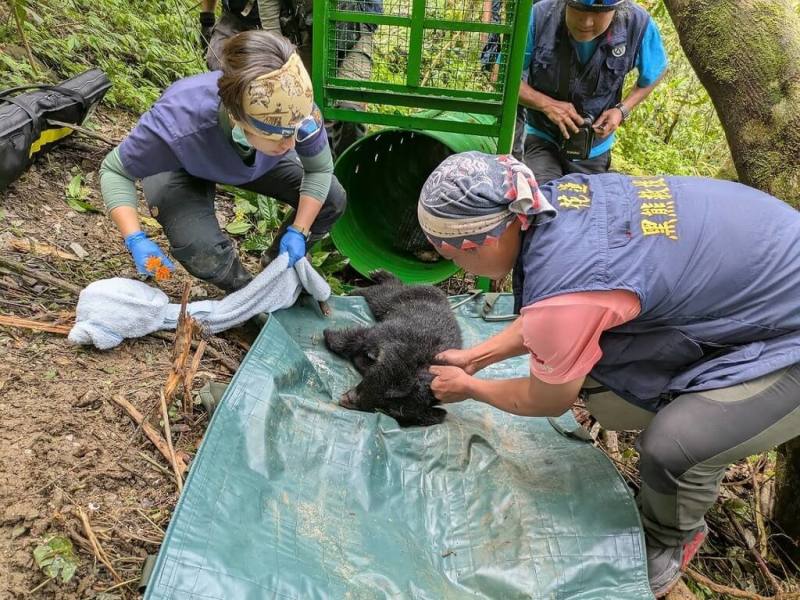 花蓮縣卓溪鄉太平部落日前發現一頭受困陷阱的母熊，已被成功救援，民眾還目擊附近另有一隻小黑熊，經設置誘捕籠，30日順利誘捕，小黑熊已送至野灣照養，將評估進行野放訓練。（林業及自然保育署花蓮分署提供）